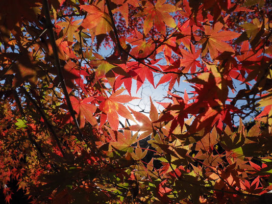 Fall has always been our favourite season 🍂 Beautiful Autumn leaves